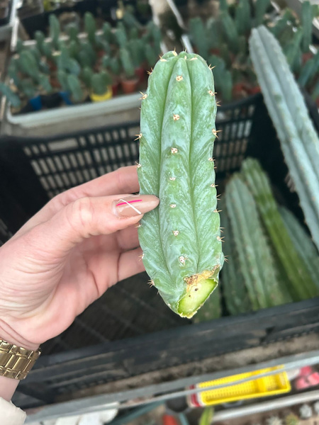 Trichocereus pachanoi SAN PEDRO