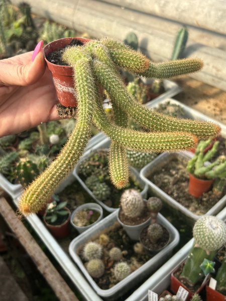 Cleistocactus winteri ssp. winteri