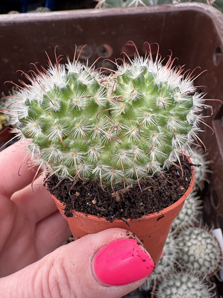 Mammillaria bombycina 'Dichotoma'