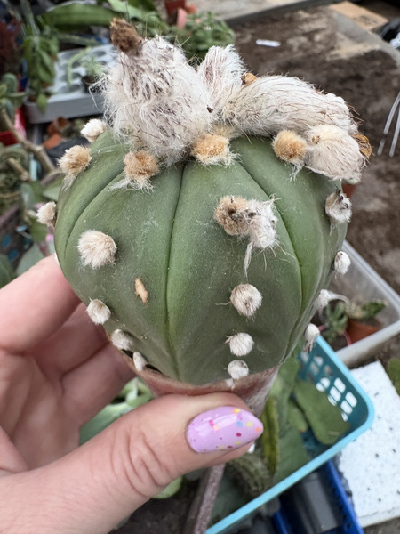 Astrophytum asterias 'Ooibo Nuda'