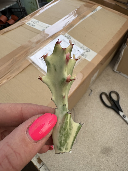 Euphorbia lactea 'White Ghost'