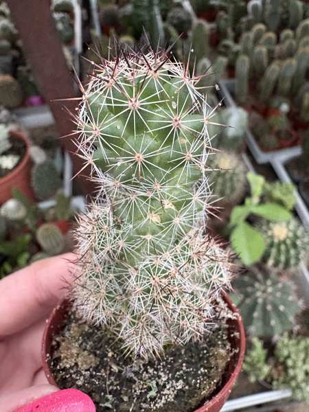 Mammillaria swingleii WIELKOKWIATOWA