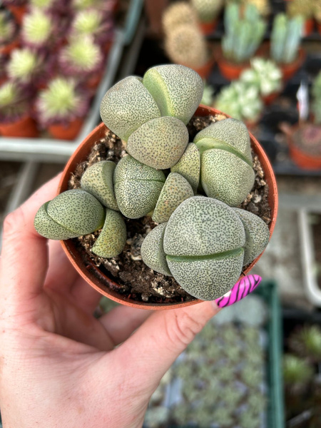 Pleiospilos nelii