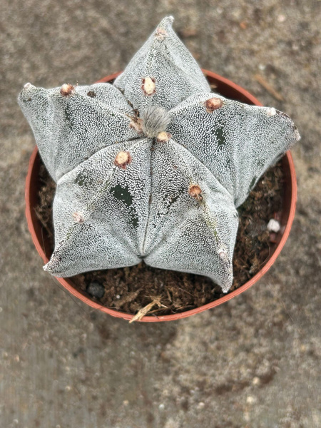 Astrophytum myriostigma