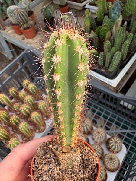 Neoraimondia herzogiana