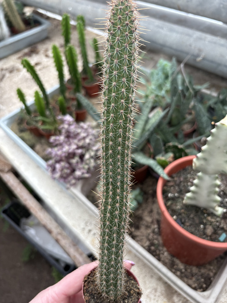 Borzicactus samaipatanus