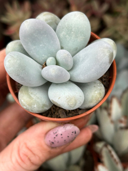 Pachyphytum oviferum