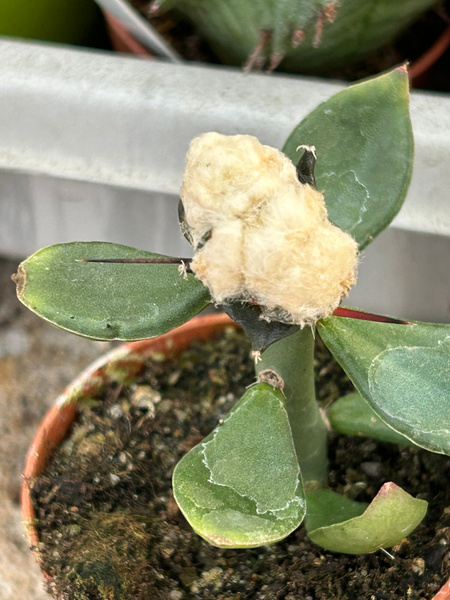 Ariocarpus furfuraceus 'Monstruosa'