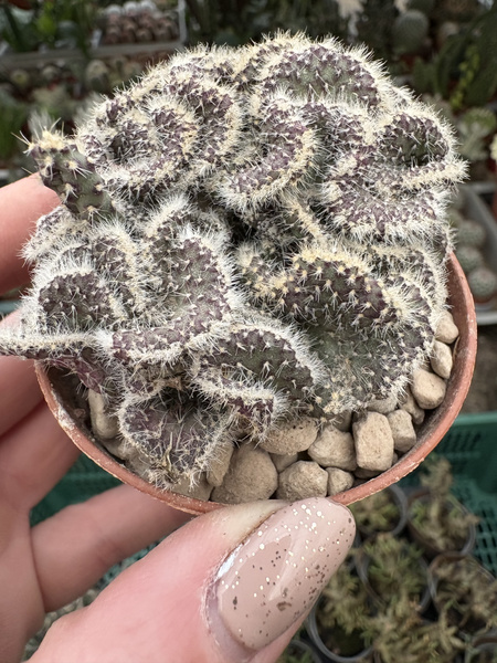 Opuntia tuna 'Cristata'