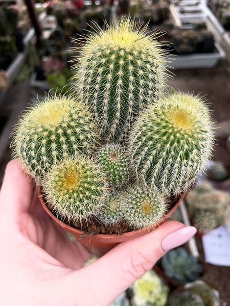 Eriocactus leninghausii