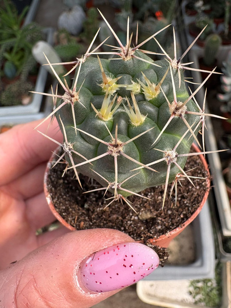 Gymnocalycium gibbosum v.ferox
