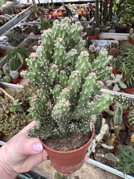 Cereus peruvianus 'Monstruosa Pałczak peruwiański