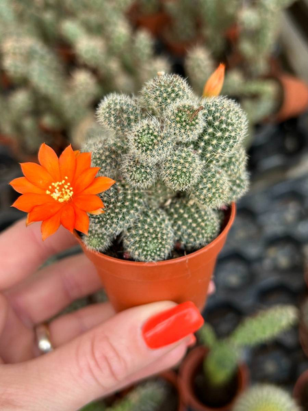 Rebutia flavistyla