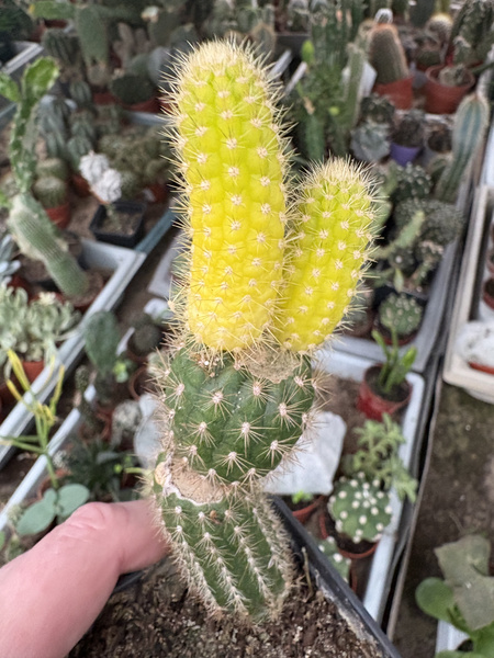 Akersia roseiflora 'Variegata'