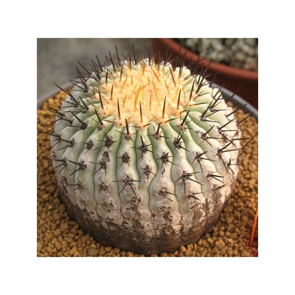 20 NASION Copiapoa cinerea ORIGINAL Corlanso