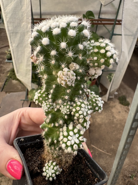 MAMMILLARIA GRACILIS 'Monstruosa' ŚNIEŻNA KULA Arizona Snowcap