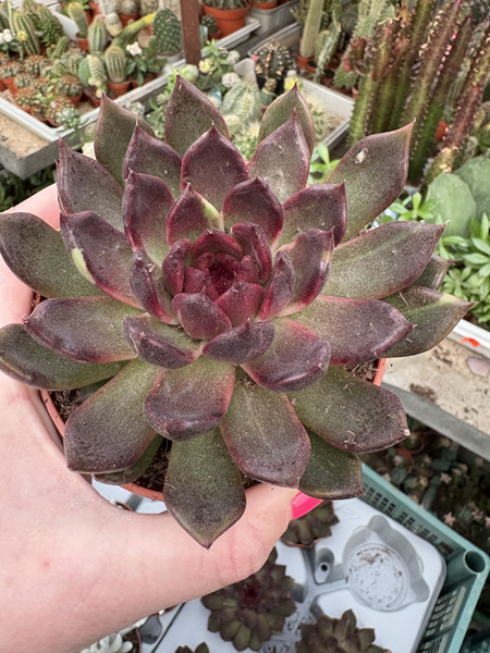 Echeveria nebula 'Violet'