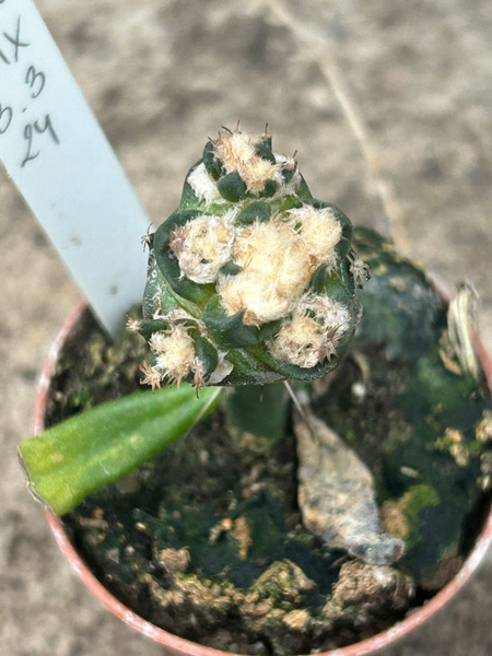 Ariocarpus bravoanus v. hintonii 'Monstruosa'