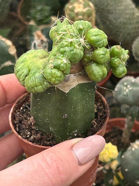 Mammillaria spinosissima 'Coral'