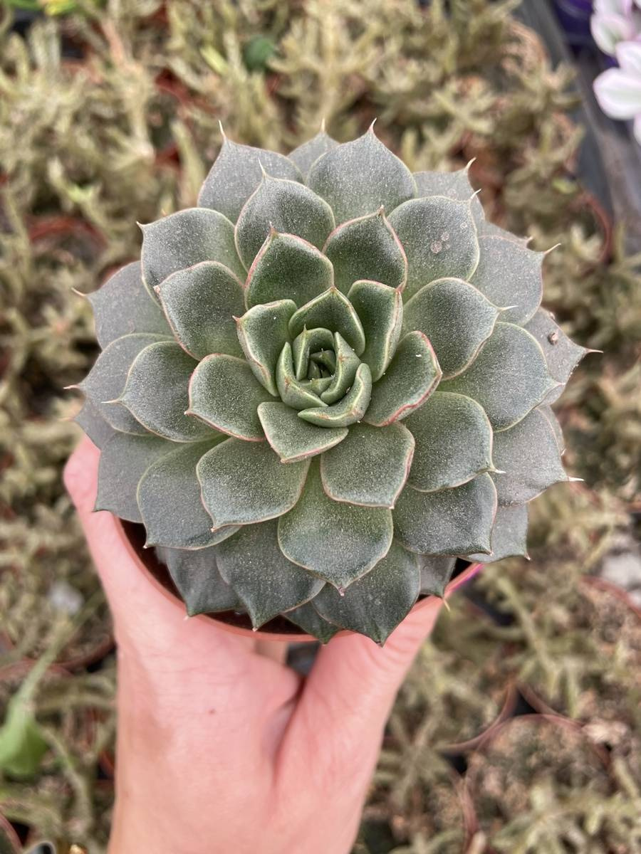 Succulente Echeveria Purpusorum Green Gilva