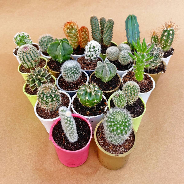 Set of 20 different cacti MINI