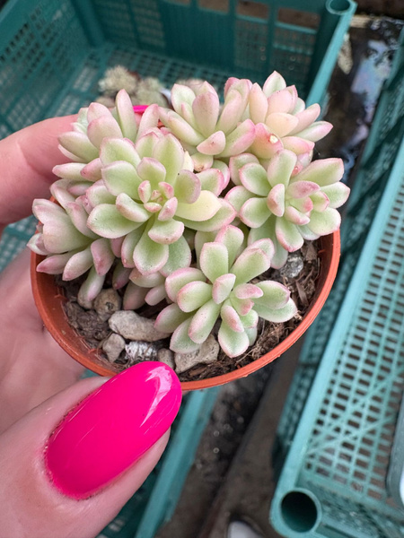 Sedum 'Alice Evans Variegata'