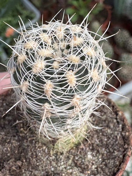 Gymnocalycium bruchii var. brigittae