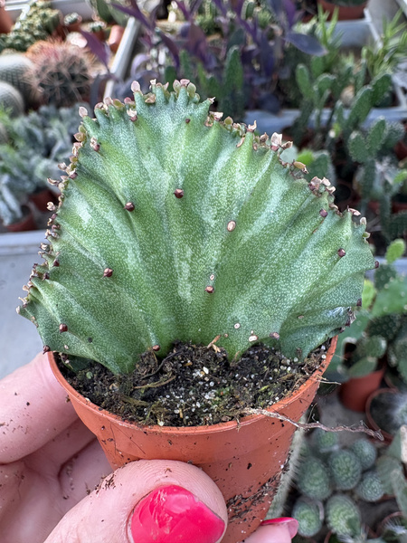 Euphorbia lactea 'Cristata'