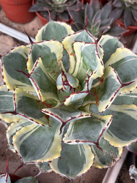 Agave potatorum 'Kichiokan Marginata'