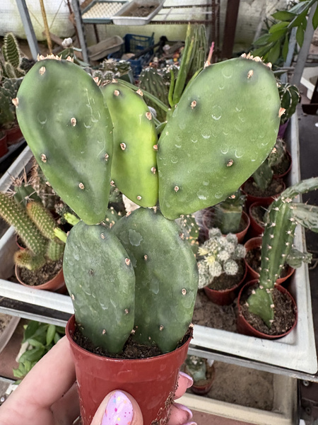 Opuntia goblin