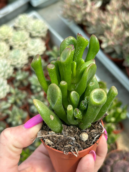 Crassula ovata 'Gollum'