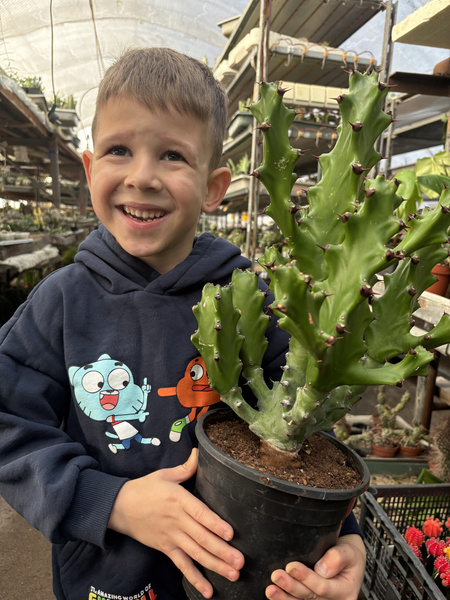 Euphorbia maurentania