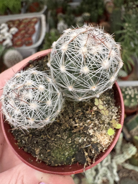 Coryphantha vivipara var neomexicana