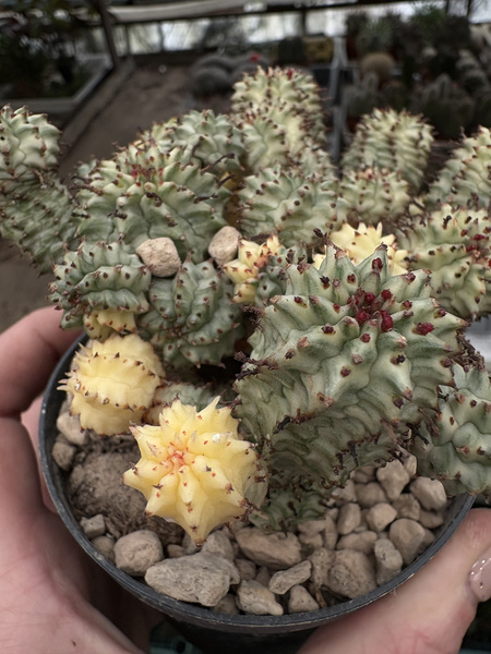 Euphorbia aggregata 'Variegata'