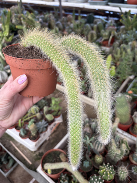 Hildewintera colademonis KOCIE OGONY