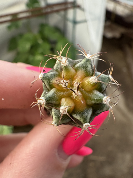 Gymnocalycium mihanovichii SPECJALNY KOLOR