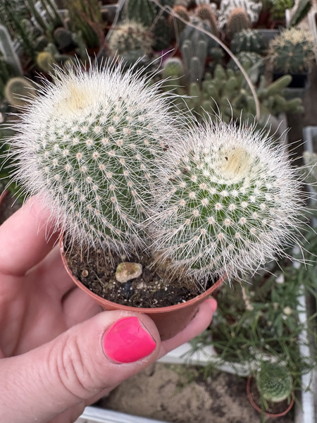 Eriocactus leninghausii 'Albispina Dichotoma'