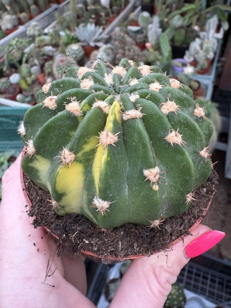Echinopsis oxygona 'Variegata'