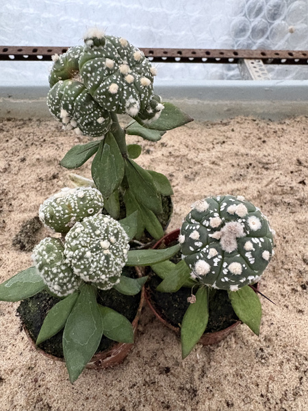 Zestaw 3 różnych Astrophytum MUTANTY