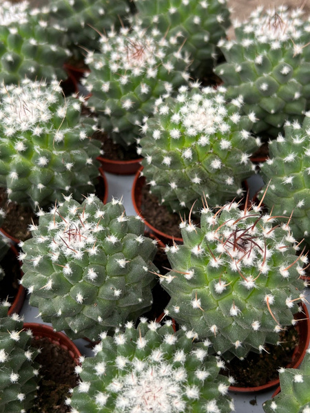 Mammillaria spinosissima 'Jan Suba'