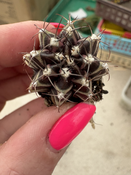 Gymnocalycium mihanovichii SPECJALNY KOLOR