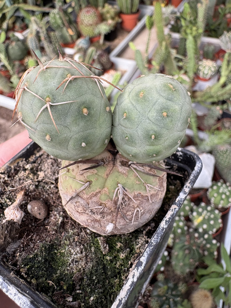 Tephrocactus geometricus