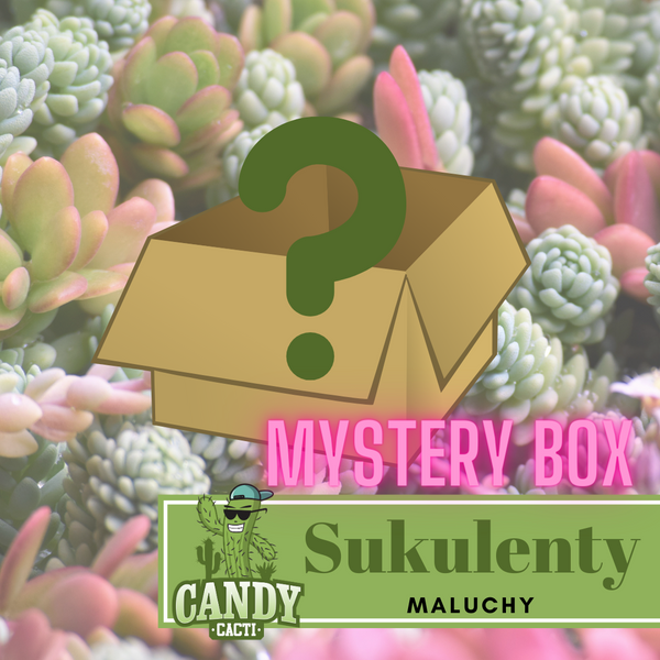 Mystery box Succulents - Babies