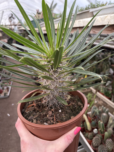 Pachypodium lamerei