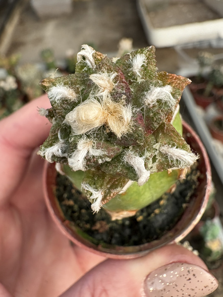 Ariocarpus fissuratus