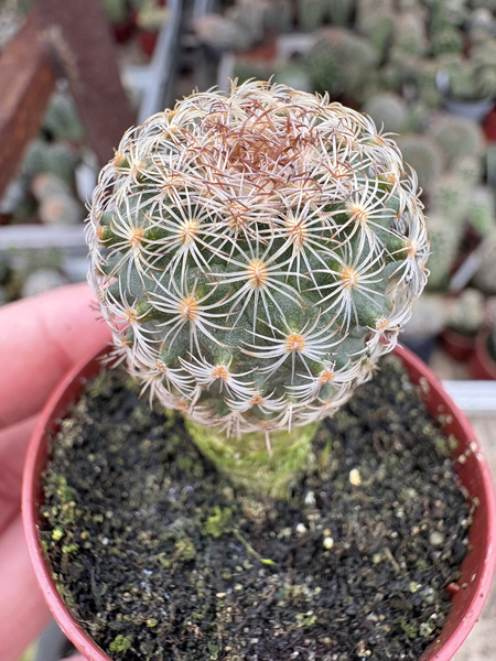 Gymnocactus ysabelae