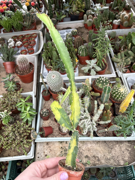Hylocereus undatus 'Variegata'