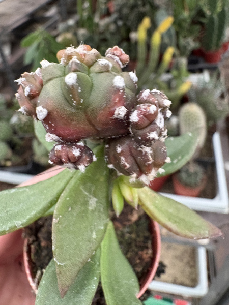 Astrophytum myriostigma 'Kikko Variegata'