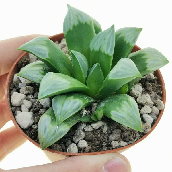 HAWORTHIA MUTICA 'BYAKUYA'