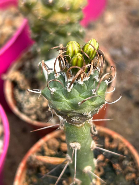 Turbinicarpus klinkerianus